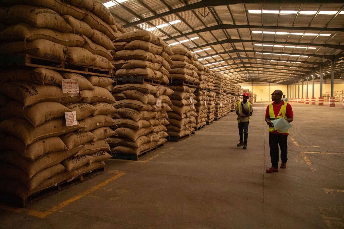 Ivory Coast Eyes Quarterly Price Reviews Amid Global Cocoa Crash