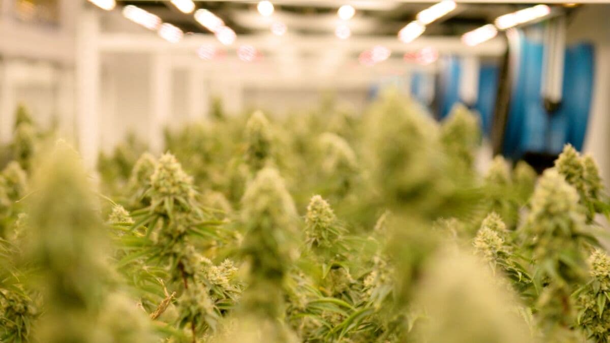 Cannabis CEO Calls for Reform